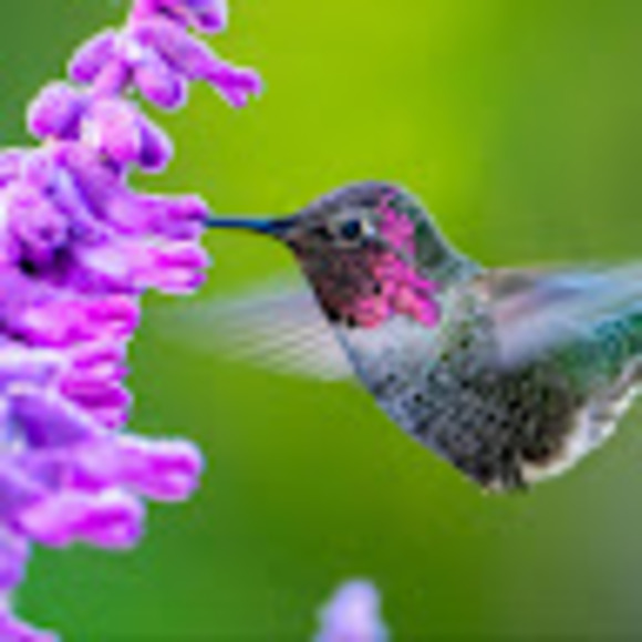 Meet your Posher, Susan - Picture 1 of 1